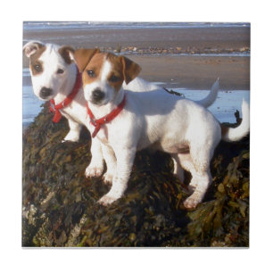Azulejo De Cerâmica Filhotes de cachorro de Jack Russell