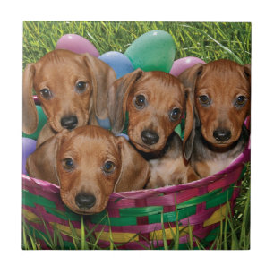Azulejo De Cerâmica Filhotes de cachorro do Dachshund