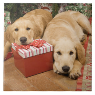 Azulejo De Cerâmica Filhotes de cachorro do golden retriever com