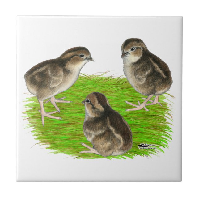 Azulejo De Cerâmica Filhotes de Codorna Bobwhite (Frente)