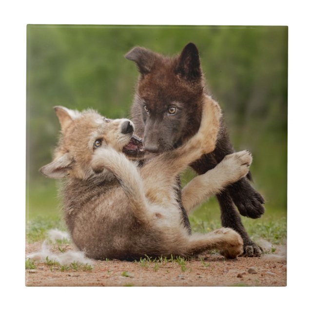 Azulejo De Cerâmica Filhotes de Lobo Cinzento Lutando (Frente)