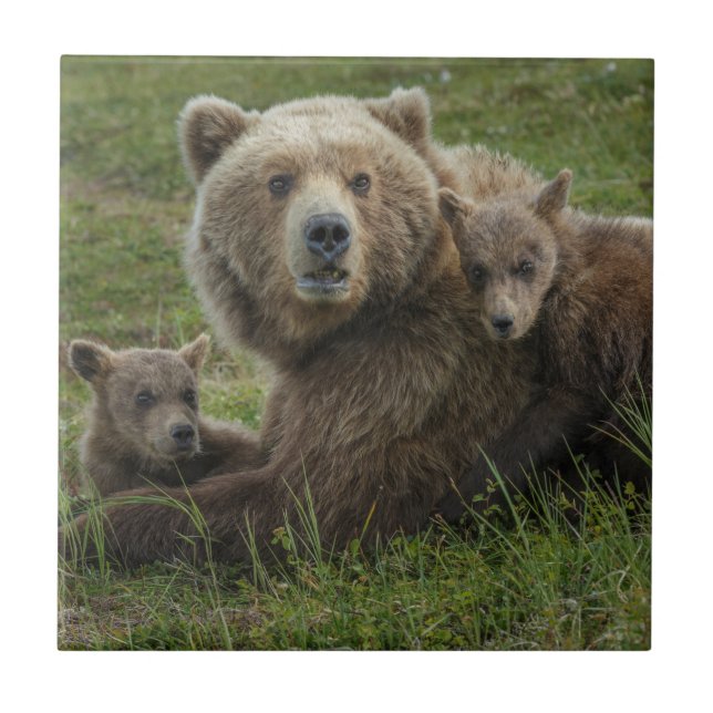 Azulejo De Cerâmica Filhotes de Urso Pardo se Aconchegando com a Mãe (Frente)