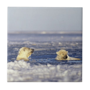 Azulejo De Cerâmica Filhotes de urso polar brincando