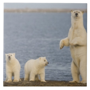 Azulejo De Cerâmica Filhotes de urso polar e sua mãe