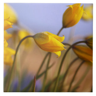 Azulejo De Cerâmica Fim-acima dos daffodils