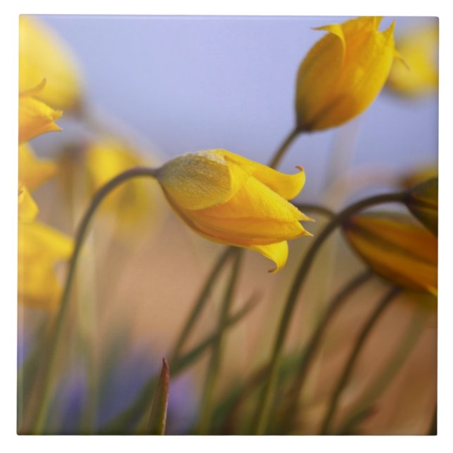 Azulejo De Cerâmica Fim-acima dos daffodils (Frente)