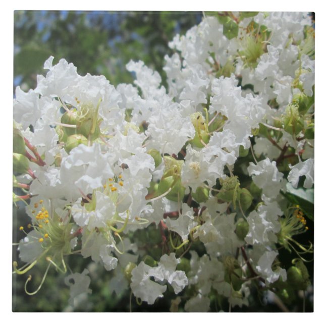 Azulejo De Cerâmica Fim da árvore de Myrtle de Crape (Frente)