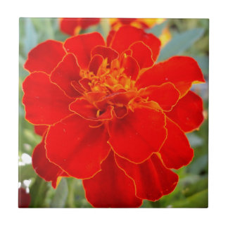 Azulejo De Cerâmica Fim vermelho da flora do verão da flor do