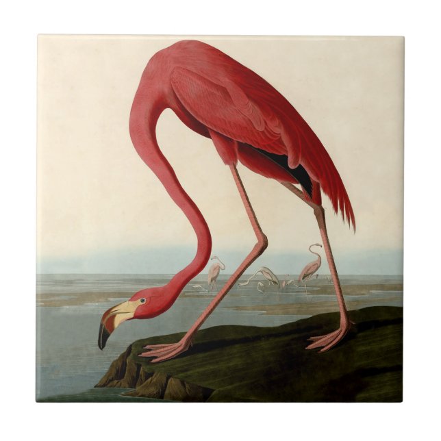 Azulejo De Cerâmica Flamingo Americano de Audubon (Frente)