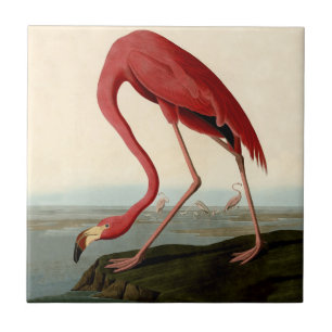 Azulejo De Cerâmica Flamingo do americano de Audubon