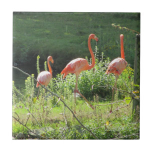 Azulejo De Cerâmica Flamingos cor-de-rosa
