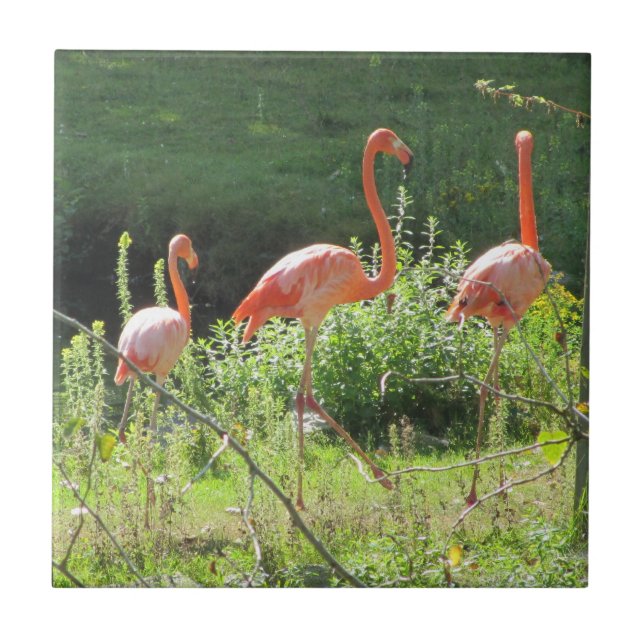 Azulejo De Cerâmica Flamingos Rosa (Frente)