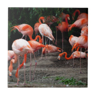Azulejo De Cerâmica Flamingos tropicais do destino dos pássaros da