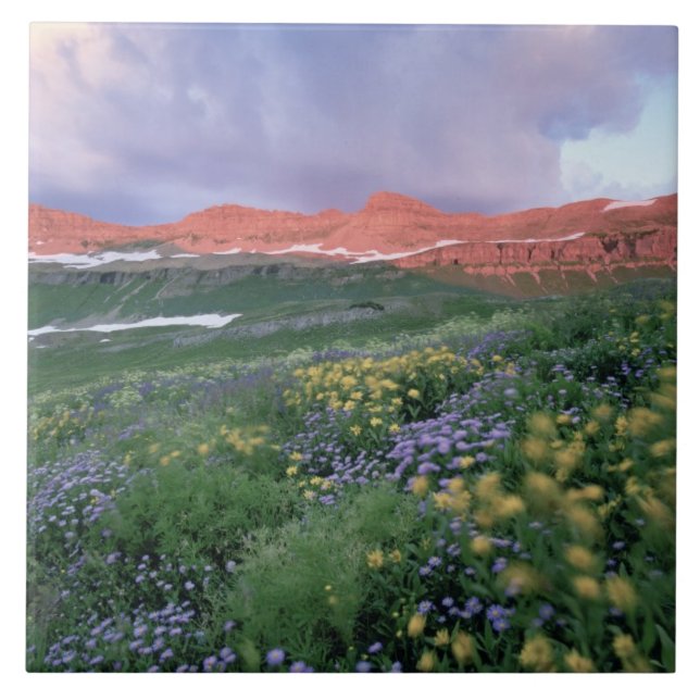 Azulejo De Cerâmica Fleabane púrpura (erigeron peregrinus) e amarelo (Frente)
