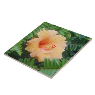 Azulejo De Cerâmica Flor alaranjada do hibiscus com samambaias