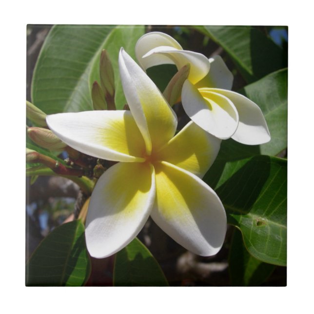 Azulejo De Cerâmica Flor amarelo-branca bonita do Plumeria (Frente)