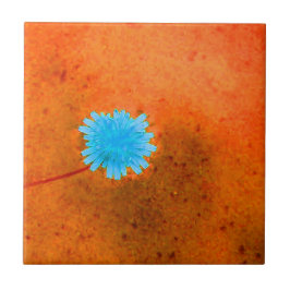 Azulejo De Cerâmica Flor azul claro e solitário