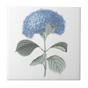 Azulejo De Cerâmica Flor azul impressionante do Hydrangea