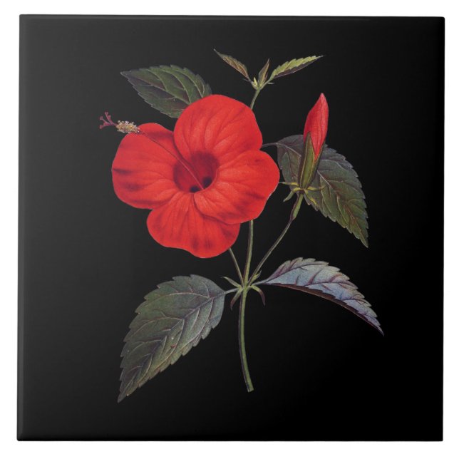 Azulejo De Cerâmica Flor bonito Red Hibiscus (Frente)