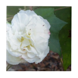 Azulejo De Cerâmica flor branca dos mutabilis do hibiscus