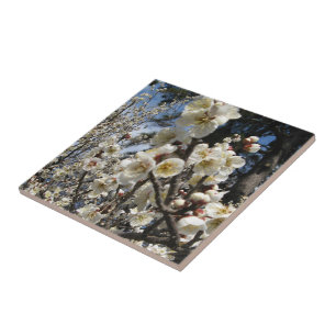 Azulejo De Cerâmica Flor branco de cereja / Sakura / サ ク ラ(桜)