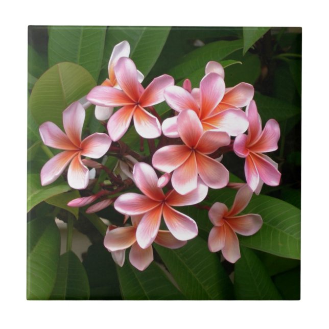 Azulejo De Cerâmica Flor cor-de-rosa bonita do Plumeria (Frente)