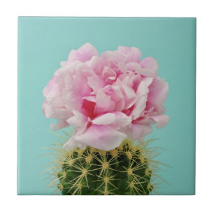 Azulejo De Cerâmica Flor cor-de-rosa sobre o cacto Spiky