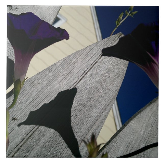 Azulejo De Cerâmica Flor da corriola (Frente)