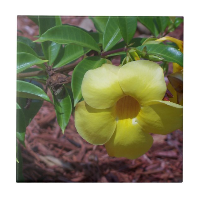 Azulejo De Cerâmica Flor de Alamanda amarela (Frente)