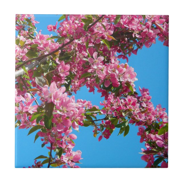 Azulejo De Cerâmica Flor de Árvore Rosa e Céu Azul (Frente)