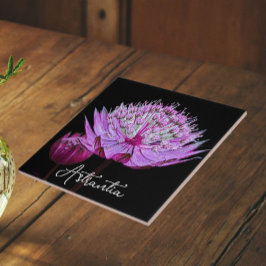 Azulejo De Cerâmica Flor de Astrantia Rosa em Fundo Preto Floral