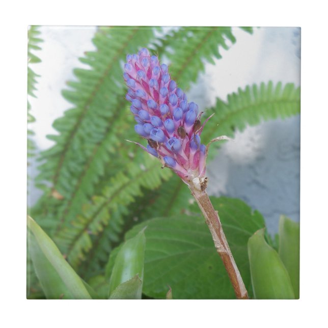 Azulejo De Cerâmica Flor de Bromelia de Cone Azul (Frente)
