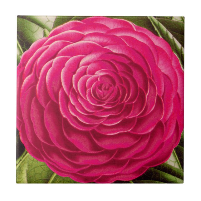 Azulejo De Cerâmica Flor de Camellia Grande, Rosa de Fuchsia (Frente)