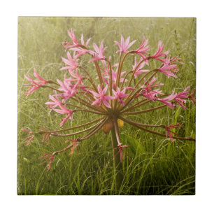 Azulejo De Cerâmica Flor de Candelabro (Brunsvigia Radulosa)