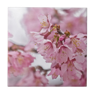 Azulejo De Cerâmica Flor de Cerejeira Sakura Rosa Pálido