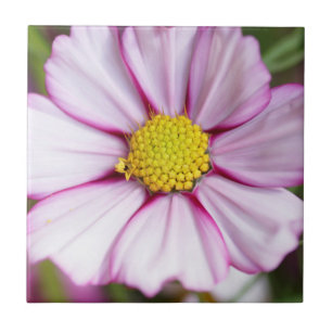Azulejo De Cerâmica Flor de Cosmos (bidens formosa)