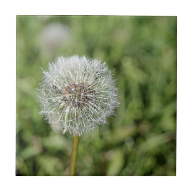 Azulejo De Cerâmica Flor de dandelion branco sobre grama verde (Frente)
