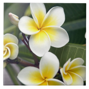 Azulejo De Cerâmica flor de frangipani Ilhas Cook