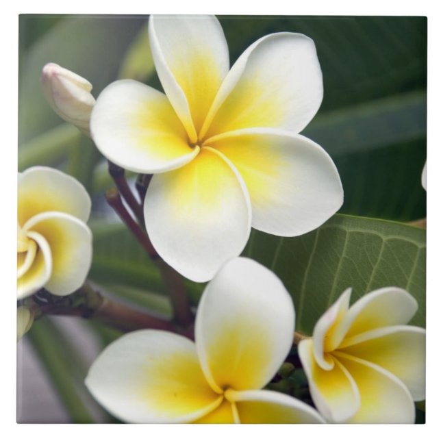 Azulejo De Cerâmica flor de frangipani Ilhas Cook (Frente)