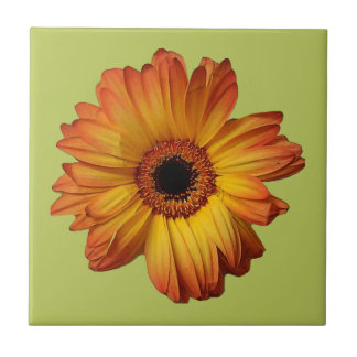 Azulejo De Cerâmica Flor de gerbera-laranja-ensolarada