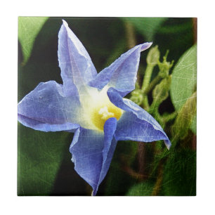Azulejo De Cerâmica Flor de Glória da Manhã Azul