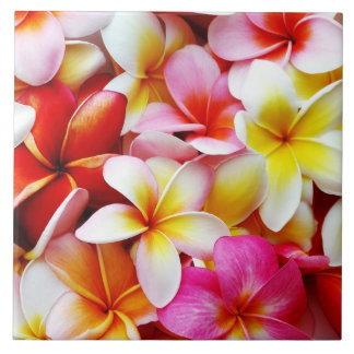 Azulejo De Cerâmica Flor de Havaí do Frangipani do Plumeria