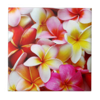 Flor de Havaí do Frangipani do Plumeria