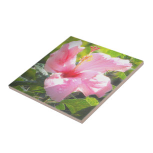Azulejo De Cerâmica Flor de Hibiscus Rosa