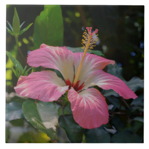 Azulejo De Cerâmica Flor de Hibiscus rosa