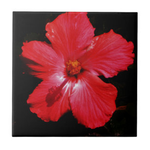 Azulejo De Cerâmica Flor de Hibiscus Vermelho Rosa-Quente a Preto
