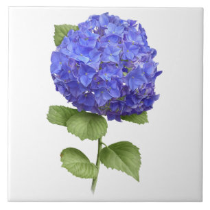 Azulejo De Cerâmica Flor de Hortênsia Azul Arte Botânica
