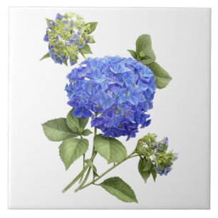 Azulejo De Cerâmica Flor de Hortênsia Azul Arte Botânica