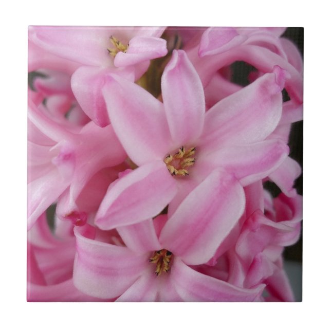 Azulejo De Cerâmica flor de hyacinte rosa (Frente)