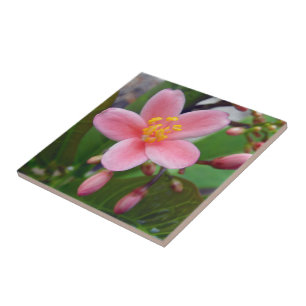 Azulejo De Cerâmica Flor de Jatropha e botões de flor